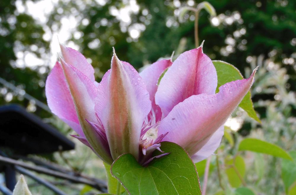 Photo of Clematis Josephine™ uploaded by adknative