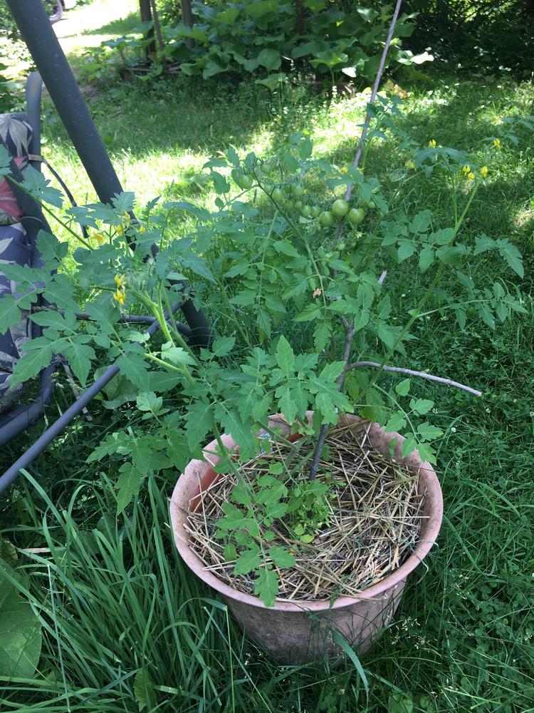 Photo of Tomato (Solanum lycopersicum 'Baby Boomer') uploaded by antsinmypants