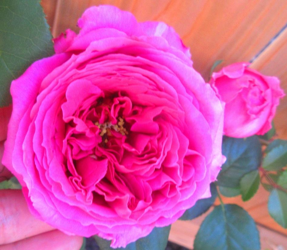 Photo of English Shrub Rose (Rosa 'Othello') uploaded by janelp_lee