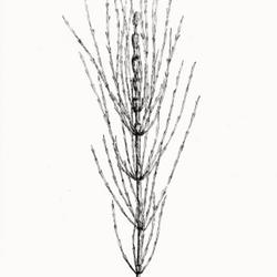 
Date: 1905
illustration [as E. arvense campestre] by Ida Martin Clute from T