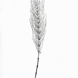
Date: 1905
illustration [of sterile frond] by Ida Martin Clute from The fern