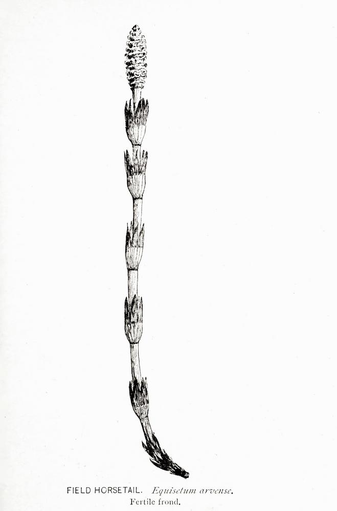 Photo of Field Horsetail (Equisetum arvense) uploaded by scvirginia