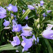 Bellflower (Campanula persicifolia 'Takion Blue') blooms