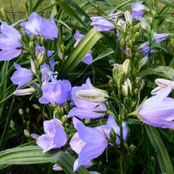 Location: Eagle Bay, New York
Date: 2022-06-25
Bellflower (Campanula persicifolia 'Takion Blue') blooms