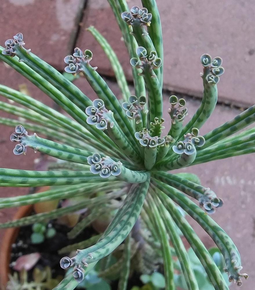 Photo of Mother of Thousands (Kalanchoe delagoensis) uploaded by purpleinopp