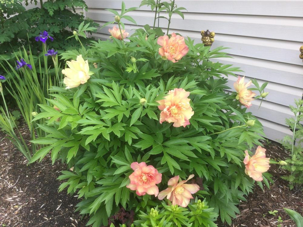 Photo of Intersectional Peony (Paeonia 'Julia Rose') uploaded by DebbieC