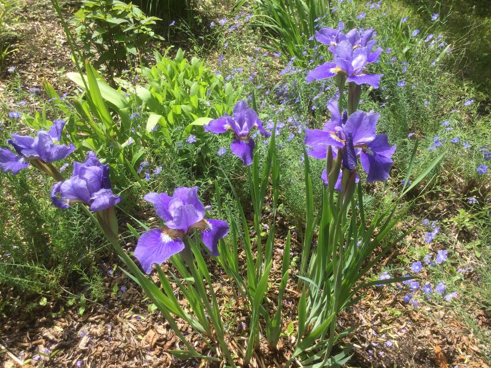 Photo of Siberian Iris (Iris 'Silver Edge') uploaded by DebbieC