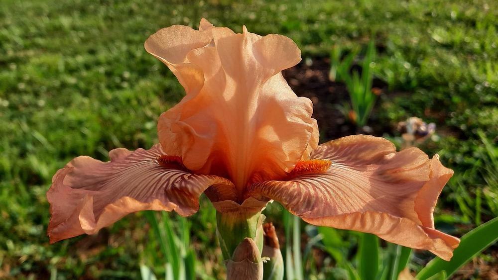 Photo of Tall Bearded Iris (Iris 'Autumn Sunrise') uploaded by Oldtimey4