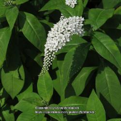 Location: Southern Pines, NC
Date: June 16, 2022
Gooseneck loosestrife #66 nn; LHB p. 784, 160-7-2, "Probably afte