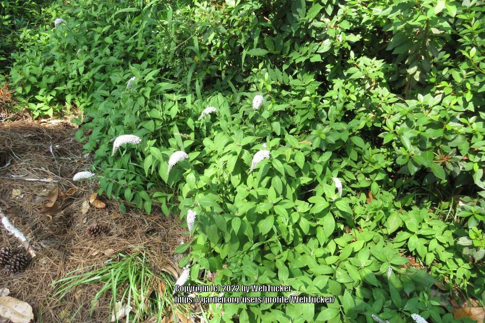 Photo of Gooseneck Loosestrife (Lysimachia clethroides) uploaded by WebTucker