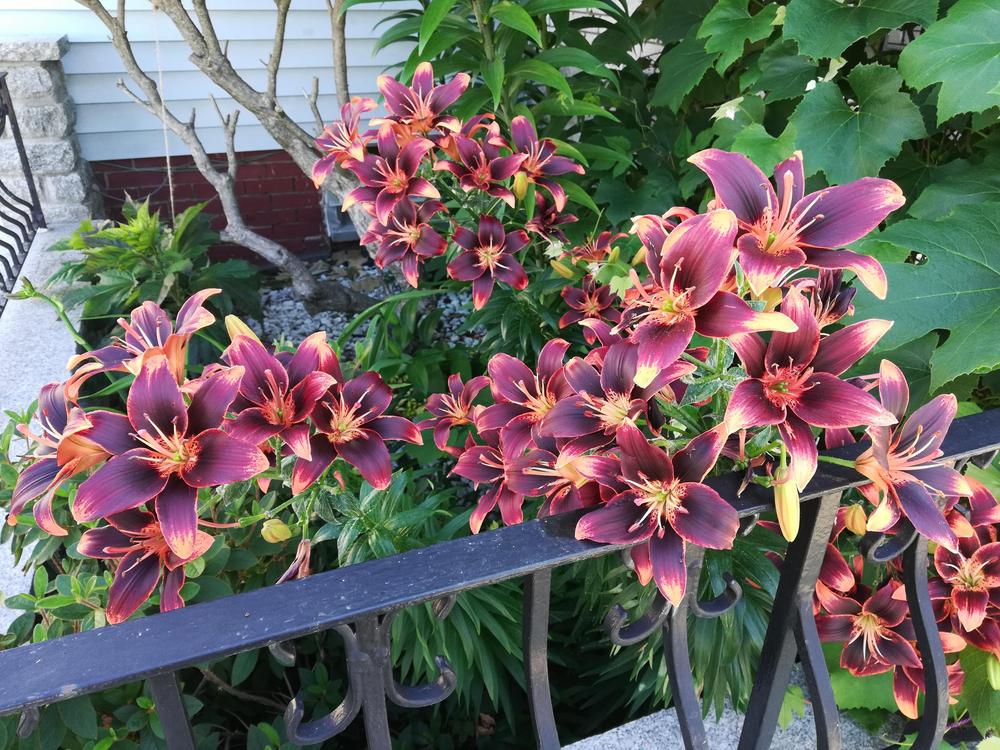 Photo of Asiatic Lily (Lilium 'Forever Susan') uploaded by plasko20