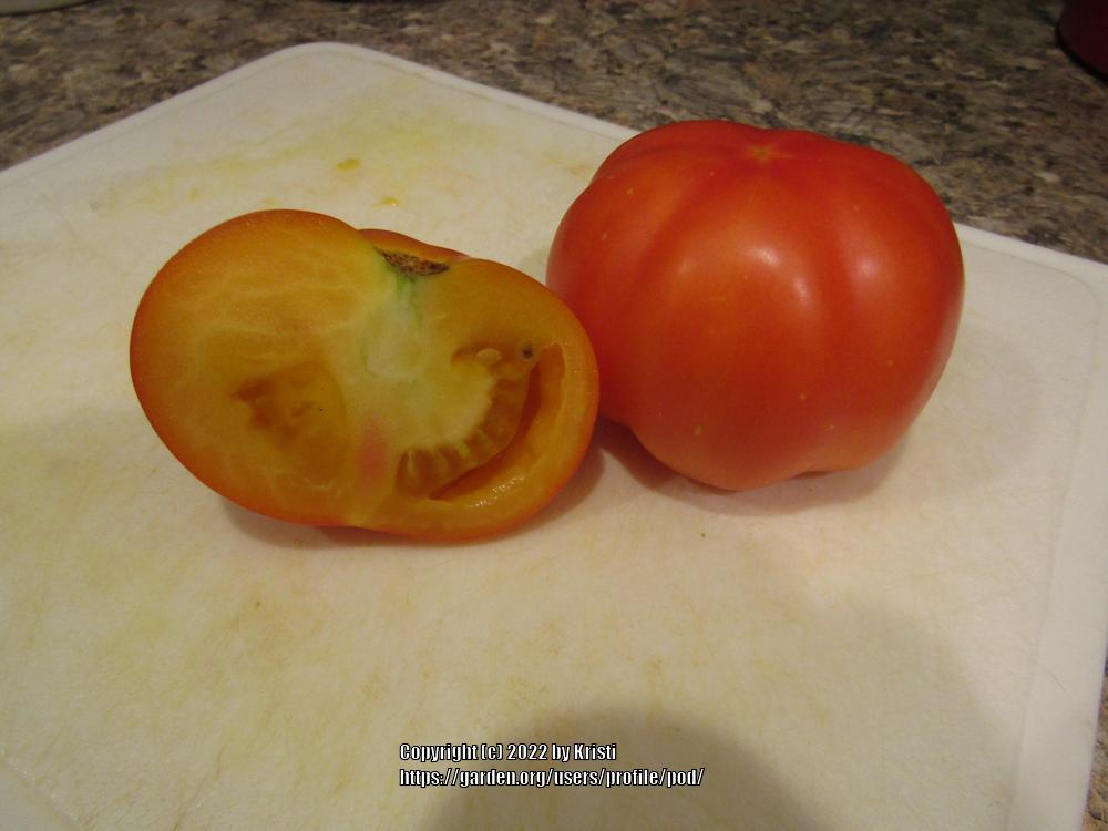 Photo of Tomato (Solanum lycopersicum 'Hillbilly') uploaded by pod