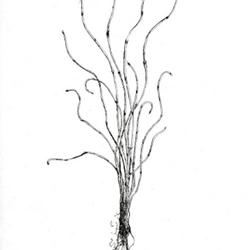 
Date: 1905
illustration by Ida Martin Clute from 'The fern allies of North A