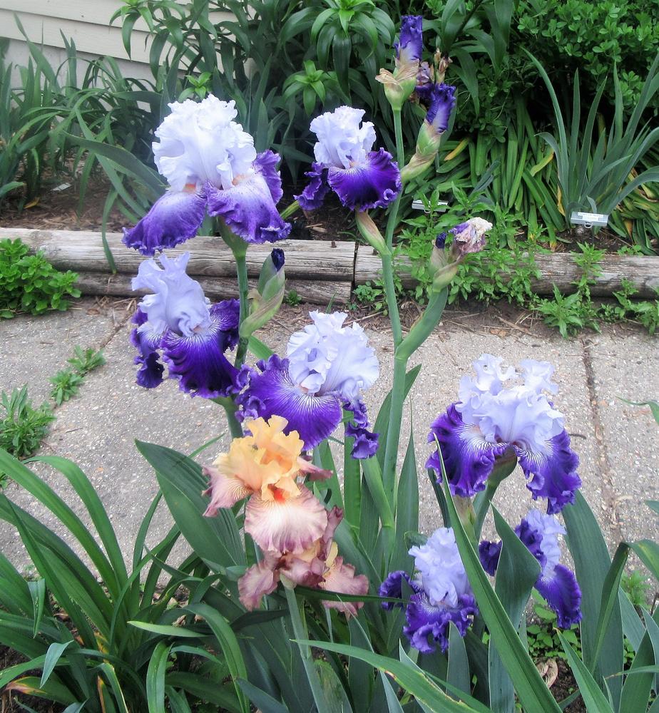 Photo of Tall Bearded Iris (Iris 'Baltimore') uploaded by tveguy3