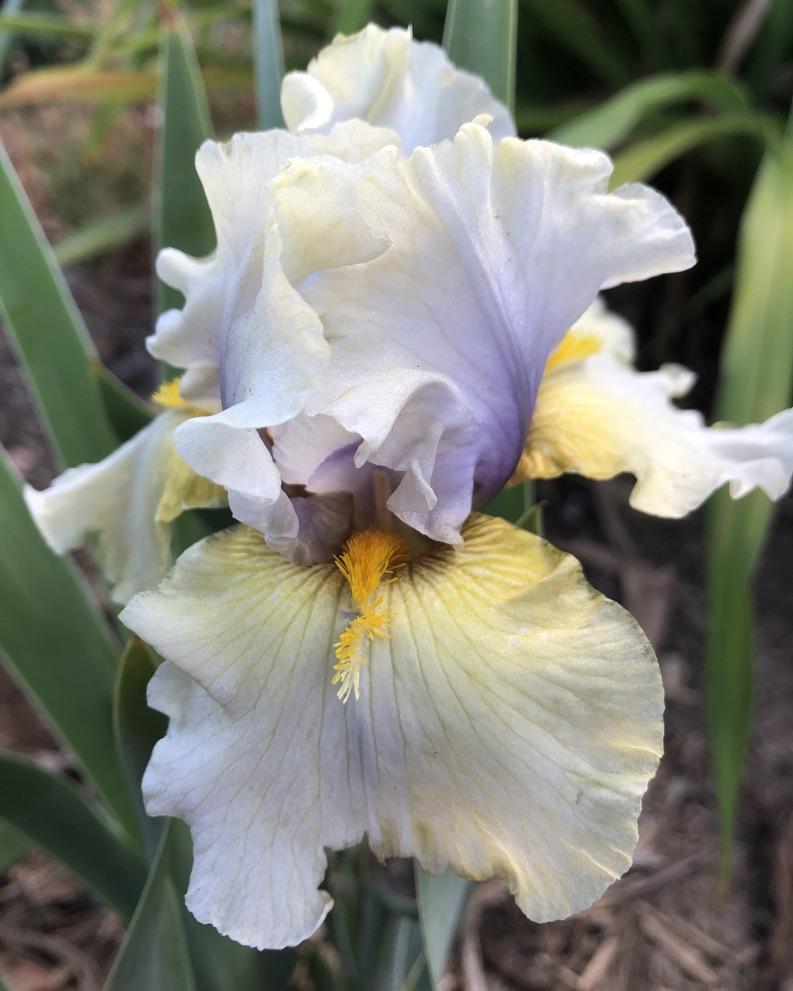 Photo of Tall Bearded Iris (Iris 'Trade Secret') uploaded by LizzyLegs