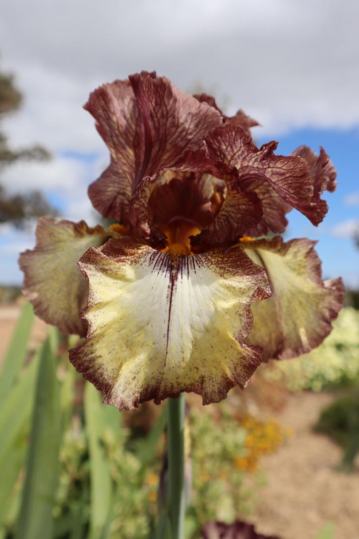 Photo of Tall Bearded Iris (Iris 'Burgundy Brown') uploaded by LizzyLegs