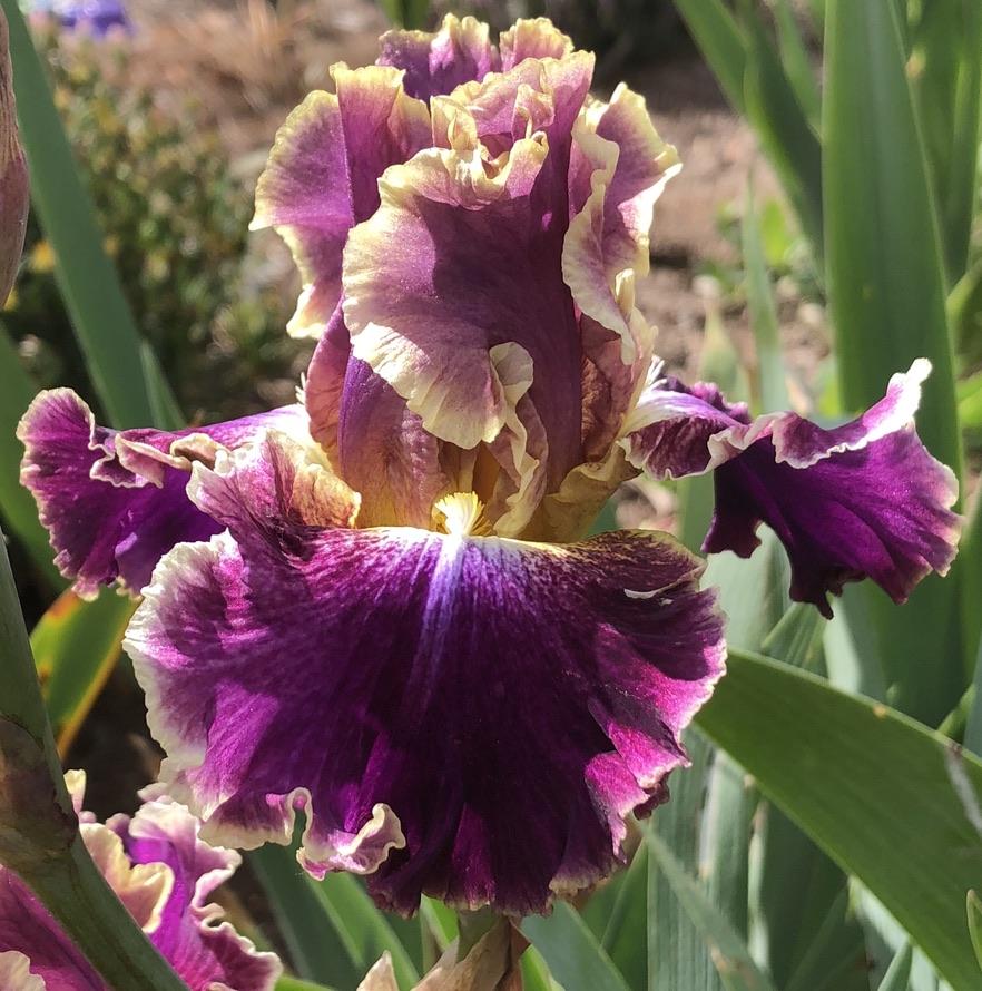 Photo of Tall Bearded Iris (Iris 'Montmartre') uploaded by LizzyLegs