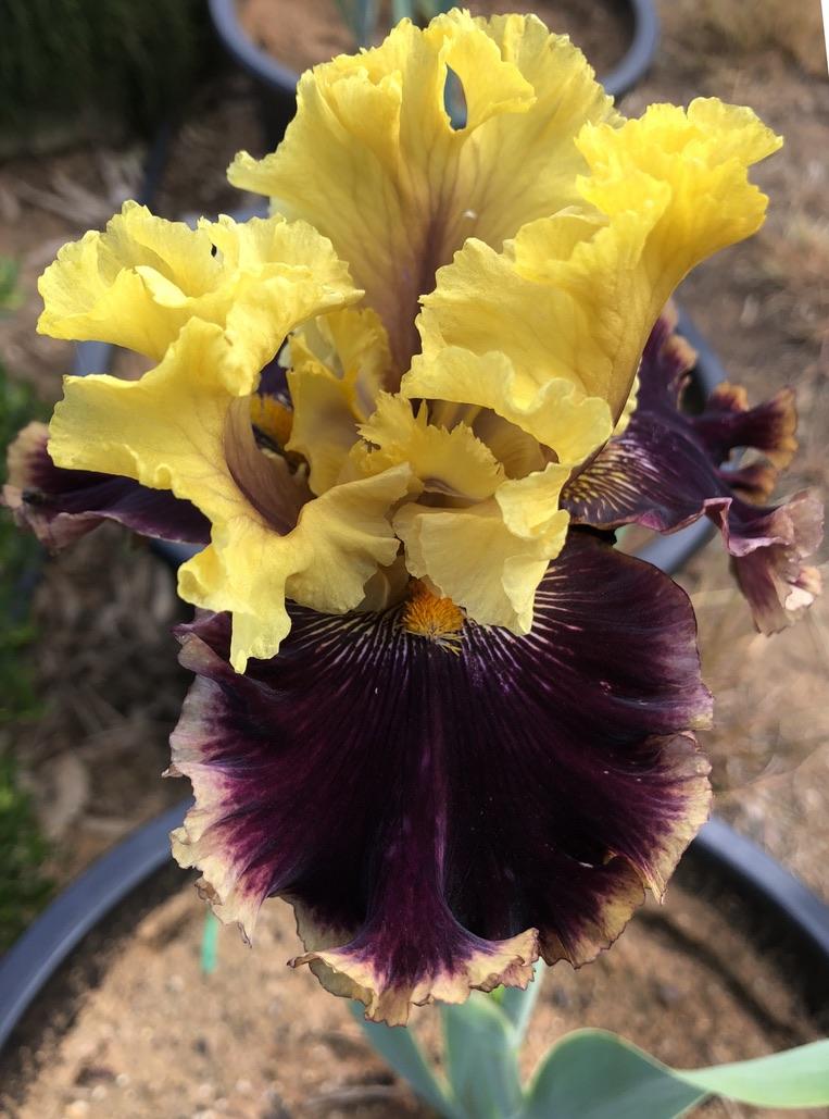 Photo of Tall Bearded Iris (Iris 'Flashinator') uploaded by LizzyLegs