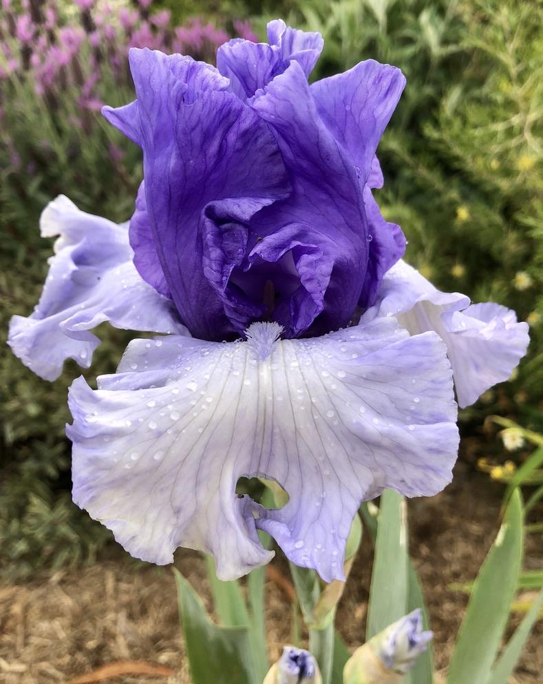Photo of Tall Bearded Iris (Iris 'Crowned Heads') uploaded by LizzyLegs