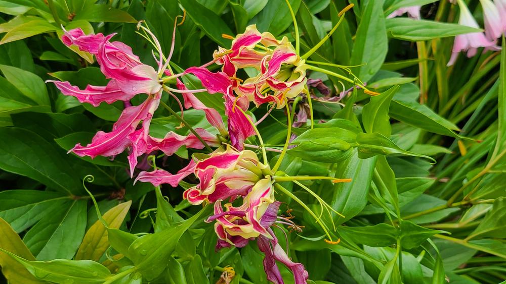Photo of Gloriosa Lily (Gloriosa superba) uploaded by LoriMT
