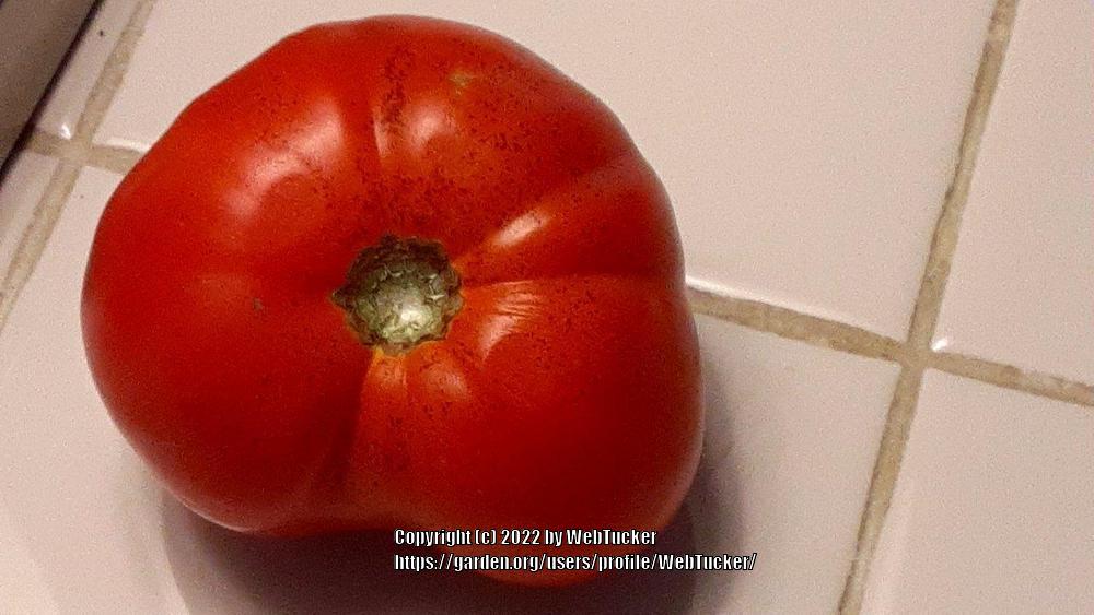 Photo of Tomato (Solanum lycopersicum 'Celebrity') uploaded by WebTucker