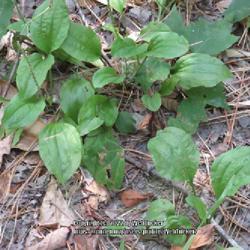 Location: Aberdeen, NC Pages Lake park
Date: June 26, 2022
Blackseed Plantain #244; RAB page 977, 172-1-5;  AG page 422, 83-
