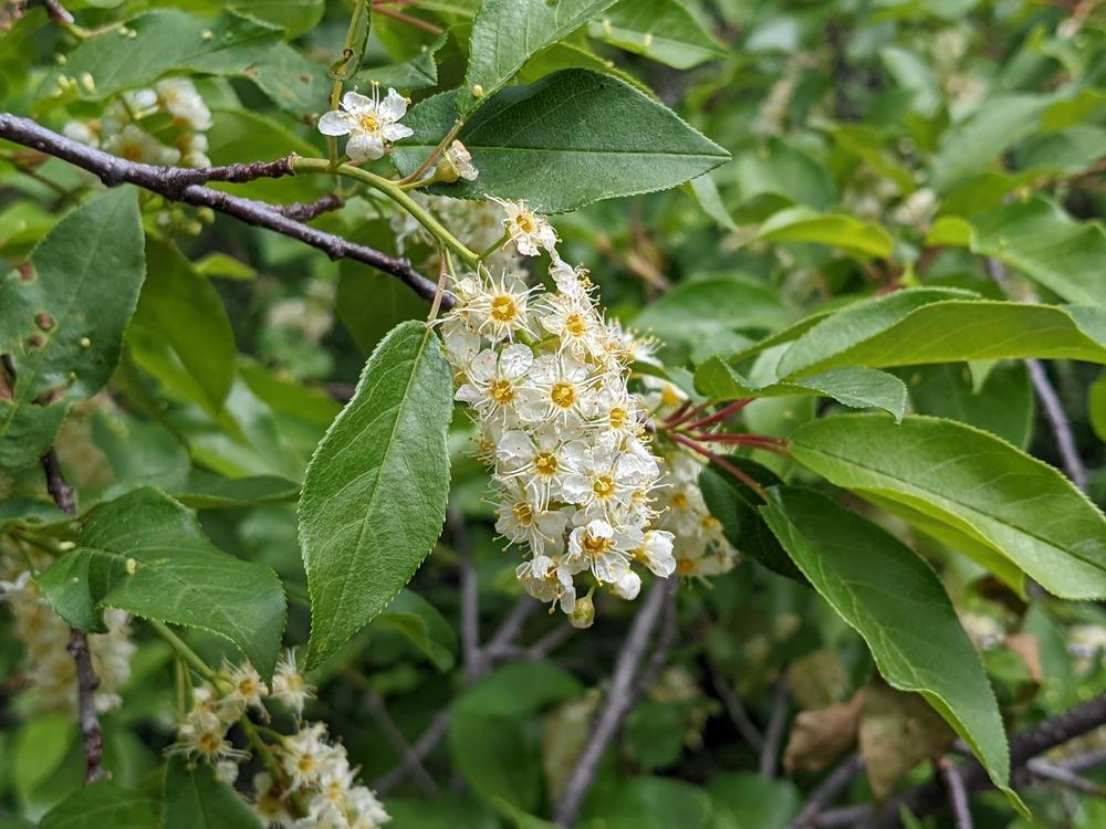 Photo of Bitter Cherry (Prunus emarginata) uploaded by dave