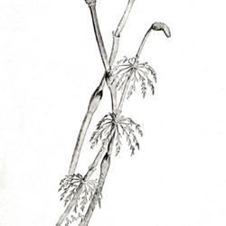 
Date: 1905
illustration [of fertile frond] by Ida Martin Clute from 'The fer