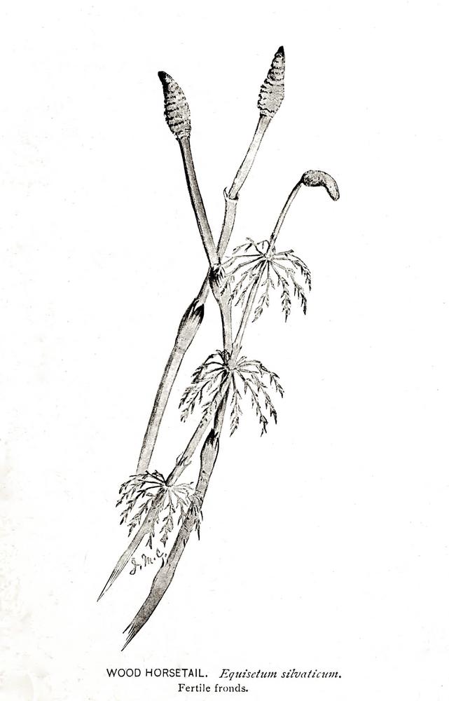 Photo of Wood Horsetail (Equisetum sylvaticum) uploaded by scvirginia