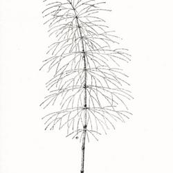 
Date: 1905
illustration [of sterile frond] by Ida Martin Clute from 'The fer