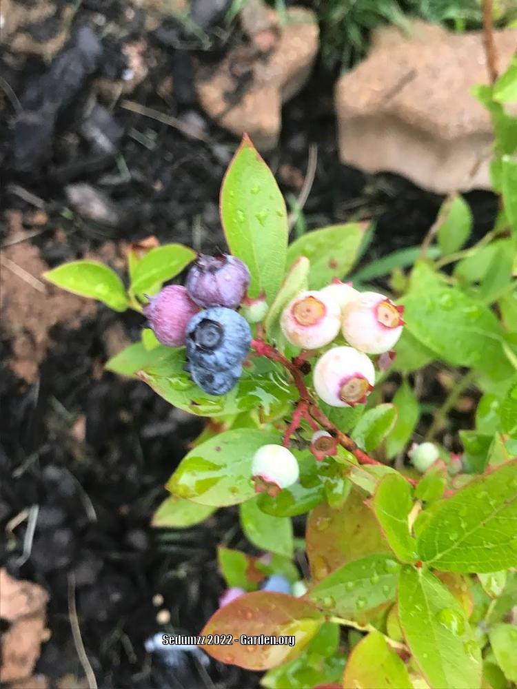 Photo of Blueberry (Vaccinium corymbosum Bountiful Blue®) uploaded by sedumzz