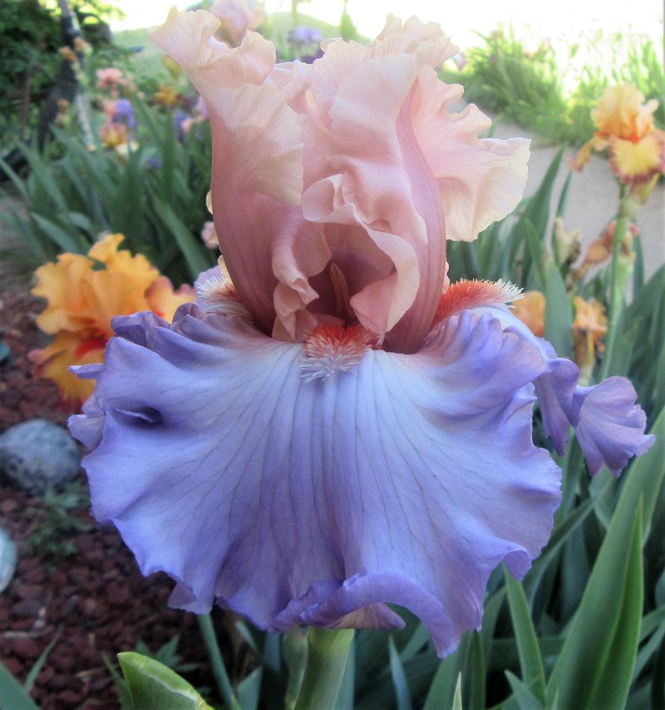 Photo of Tall Bearded Iris (Iris 'Hospitality') uploaded by tveguy3