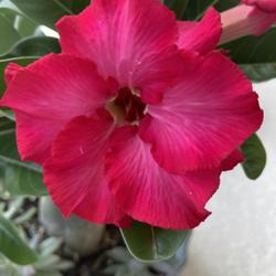 Location: My garden in Tampa, Florida
Date: 2022-06-28
My grafted desert rose.