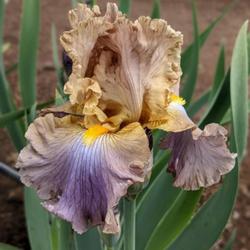 Location: Horton Iris Garden, Loomis CA
Date: 2022-04-22