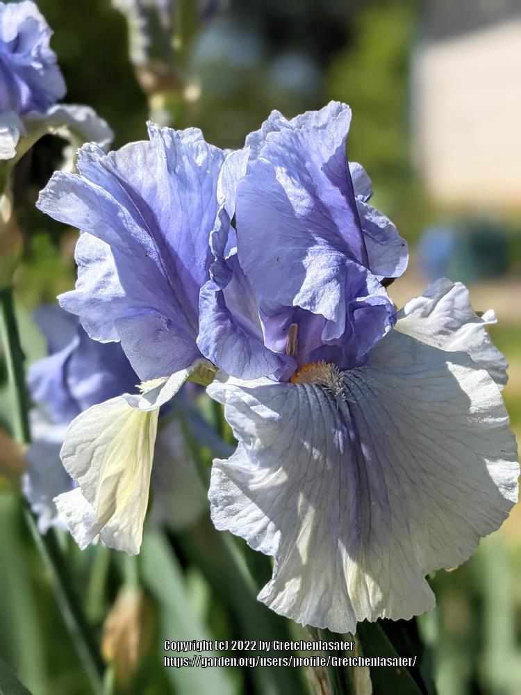 Photo of Tall Bearded Iris (Iris 'Olympiad') uploaded by Gretchenlasater