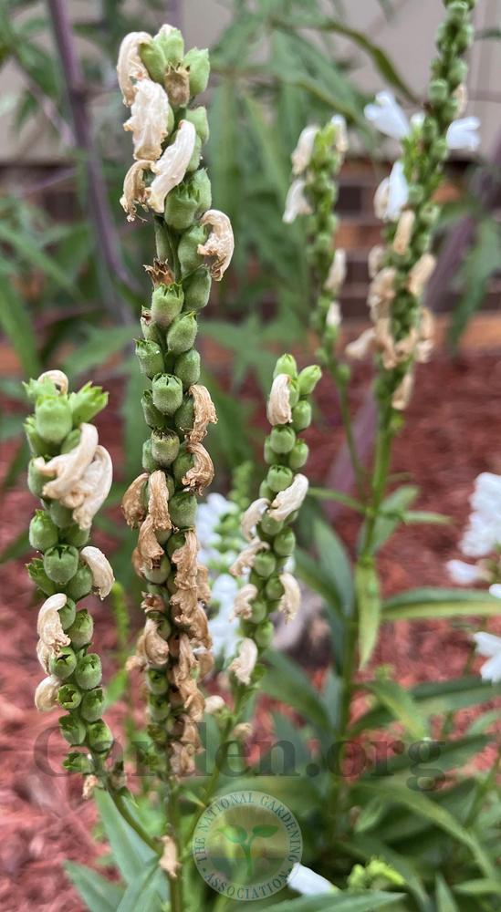Photo of Obedient Plant (Physostegia virginiana 'Miss Manners') uploaded by Hamwild