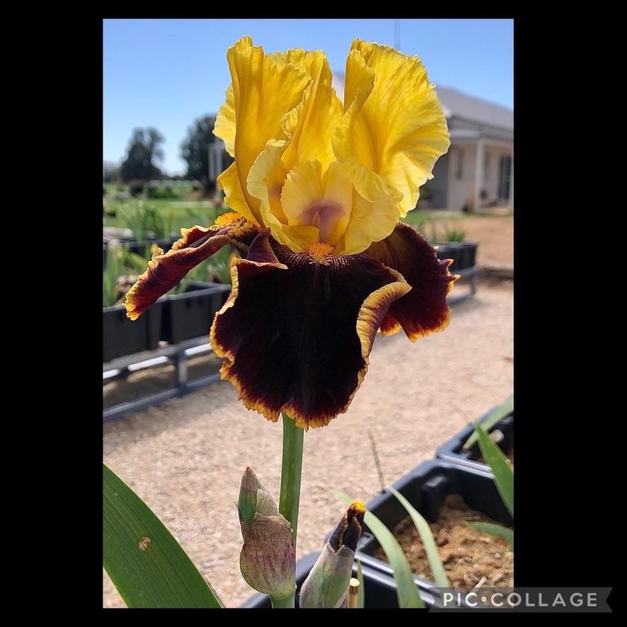 Photo of Tall Bearded Iris (Iris 'Halo Everybody') uploaded by LizzyLegs