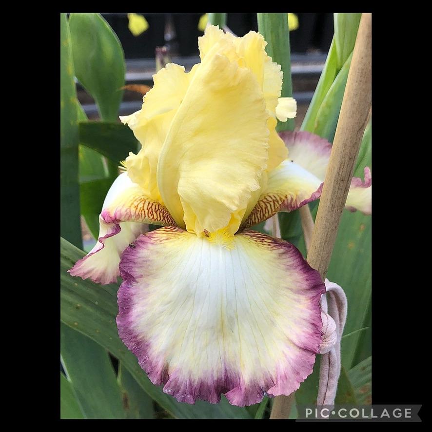 Photo of Tall Bearded Iris (Iris 'Kiss of Kisses') uploaded by LizzyLegs