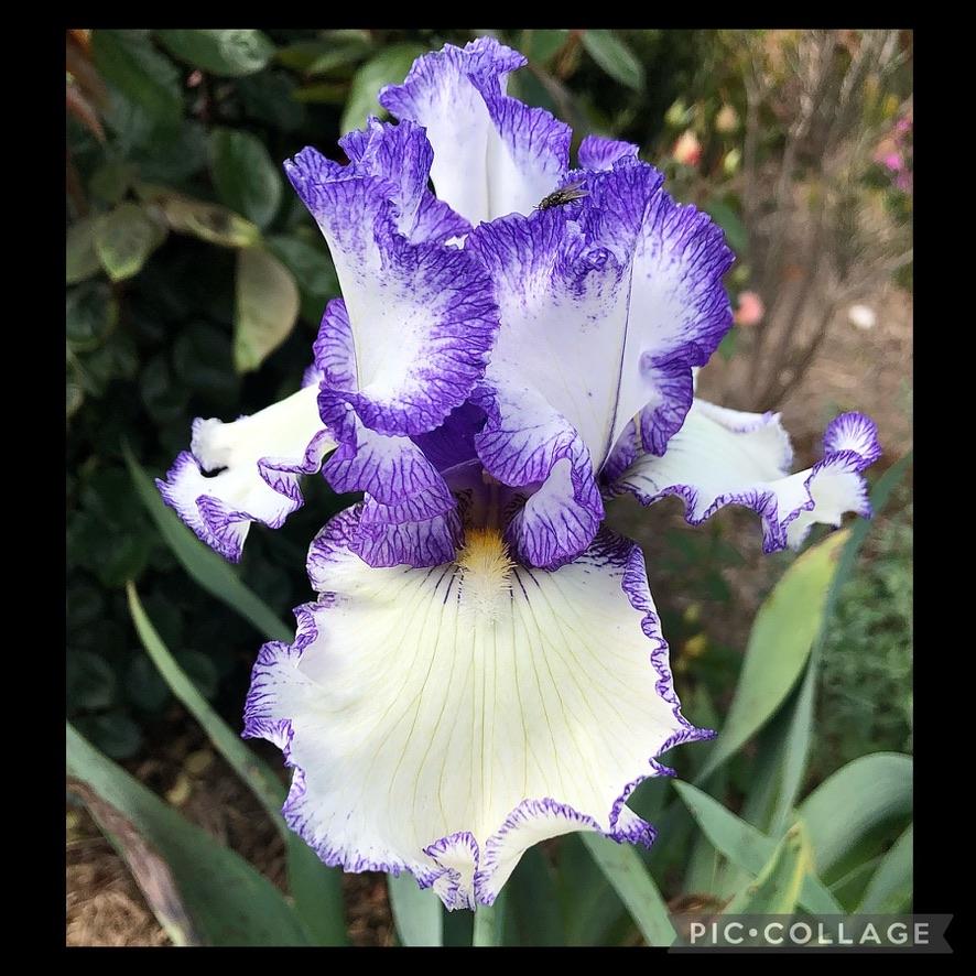 Photo of Tall Bearded Iris (Iris 'Freedom Song') uploaded by LizzyLegs