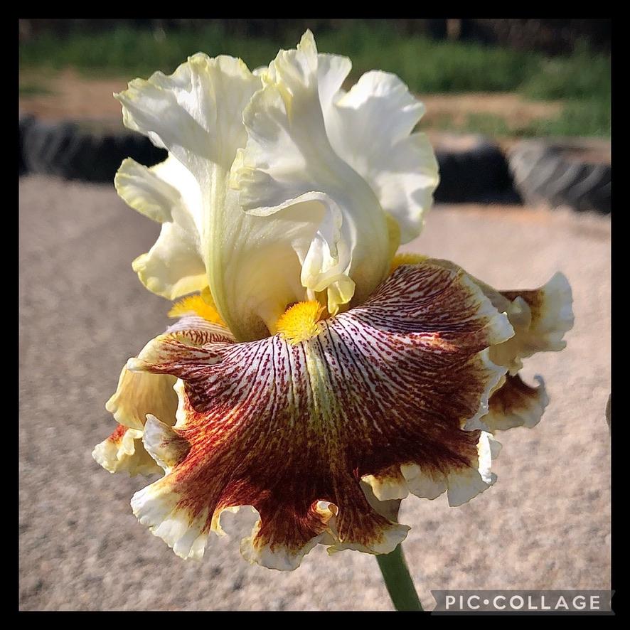 Photo of Tall Bearded Iris (Iris 'Wonders Never Cease') uploaded by LizzyLegs