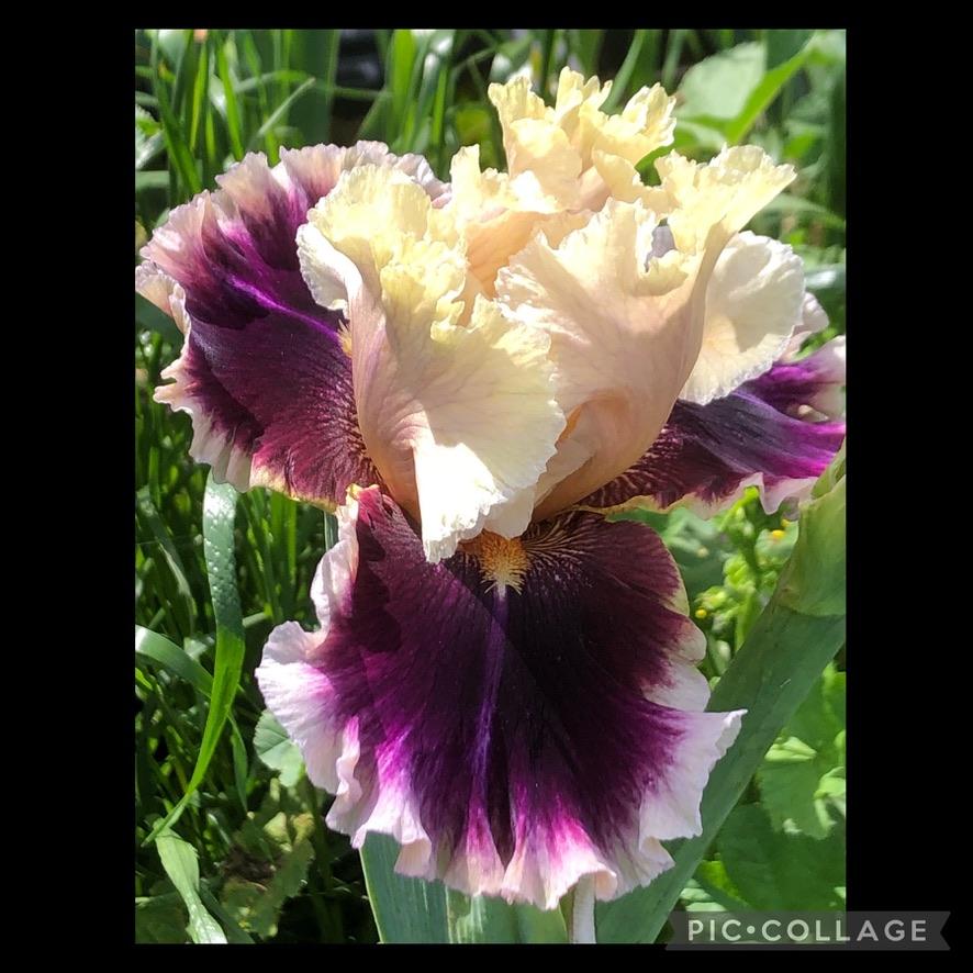 Photo of Tall Bearded Iris (Iris 'Make Mine Magic') uploaded by LizzyLegs