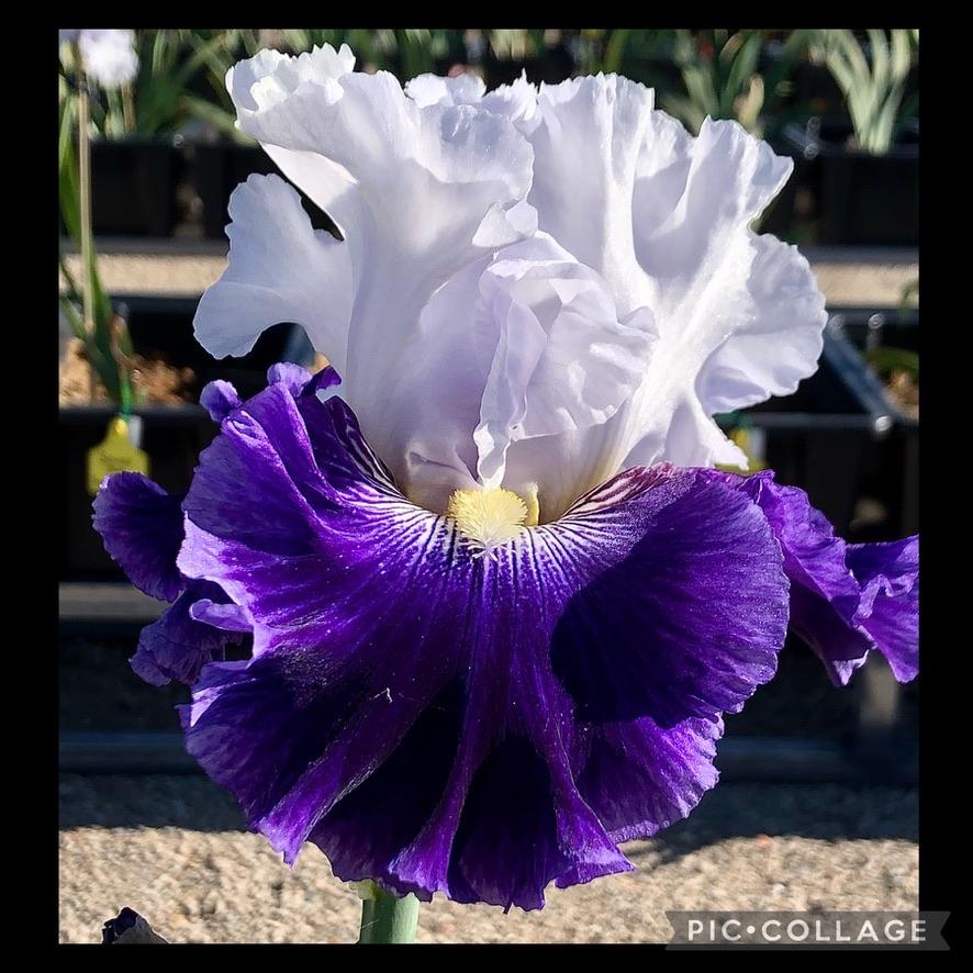 Photo of Tall Bearded Iris (Iris 'Calling') uploaded by LizzyLegs