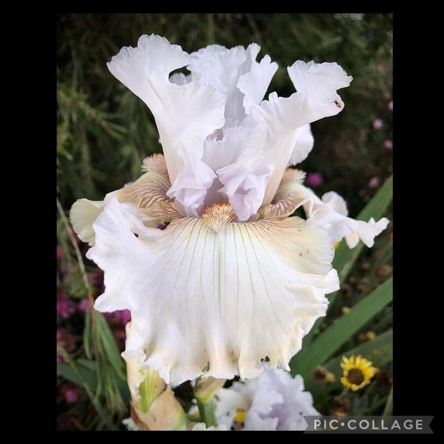 Photo of Tall Bearded Iris (Iris 'Ask a Lady') uploaded by LizzyLegs