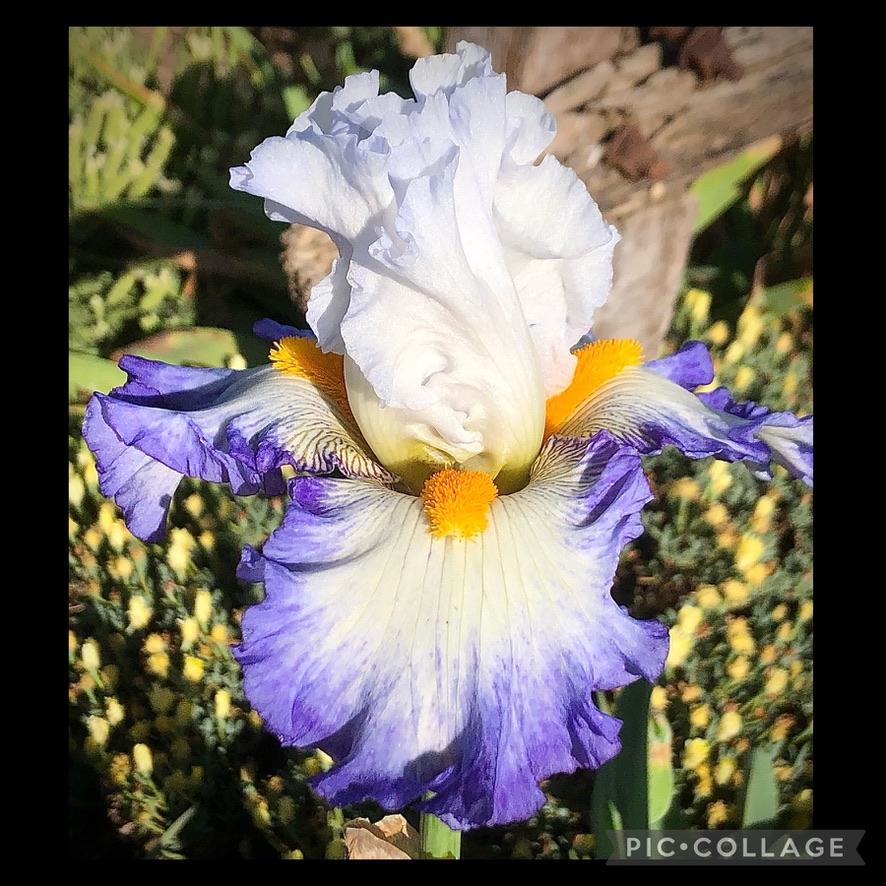 Photo of Tall Bearded Iris (Iris 'Brilliant Idea') uploaded by LizzyLegs