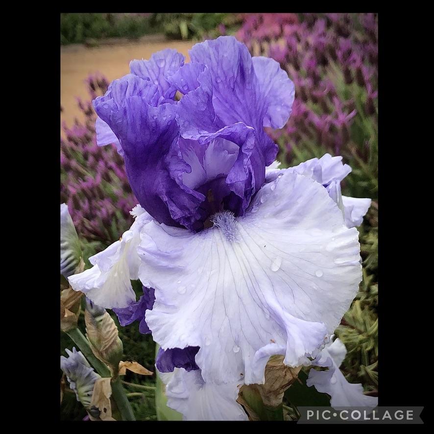 Photo of Tall Bearded Iris (Iris 'Crowned Heads') uploaded by LizzyLegs