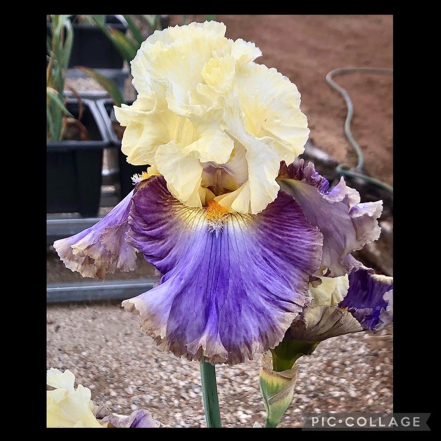 Photo of Tall Bearded Iris (Iris 'Style Traveller') uploaded by LizzyLegs