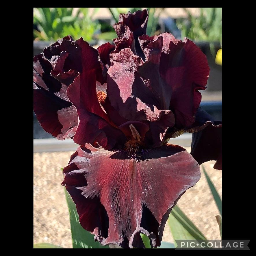 Photo of Tall Bearded Iris (Iris 'Black as Night') uploaded by LizzyLegs