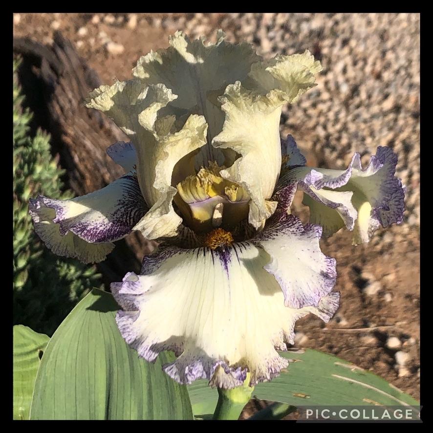 Photo of Tall Bearded Iris (Iris 'Brushwork') uploaded by LizzyLegs