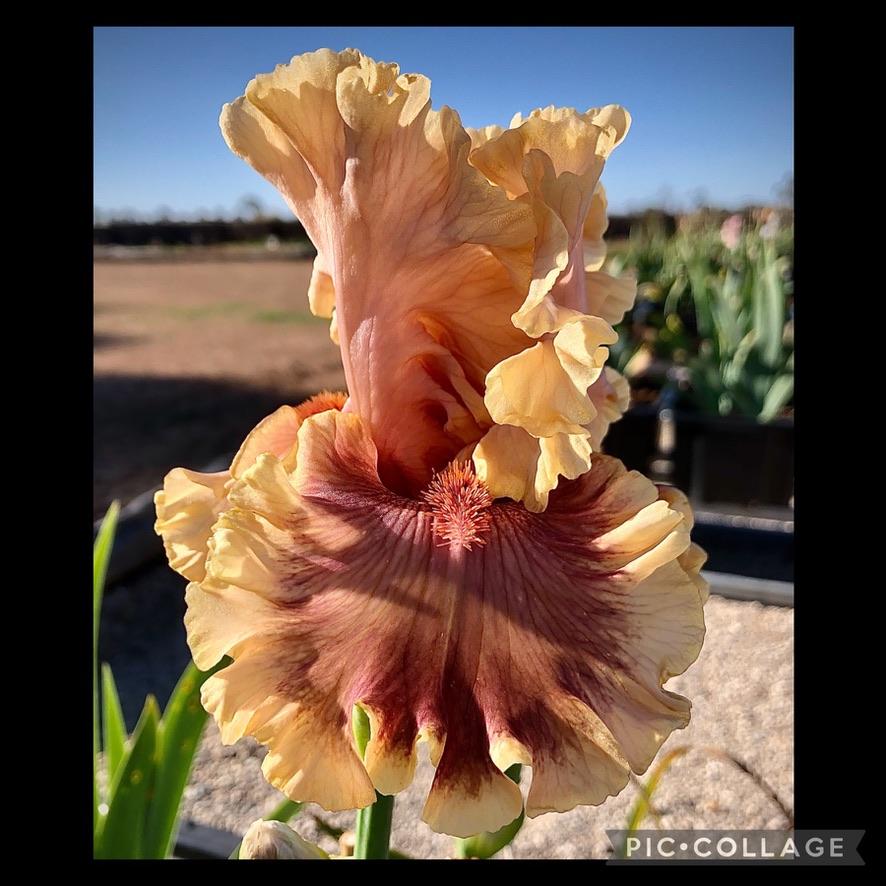 Photo of Tall Bearded Iris (Iris 'Painted Words') uploaded by LizzyLegs