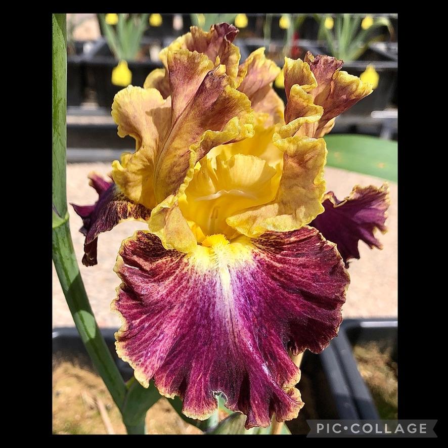 Photo of Tall Bearded Iris (Iris 'High Master') uploaded by LizzyLegs